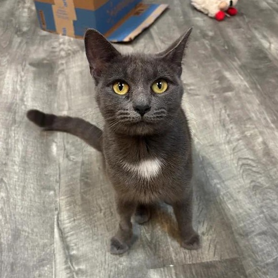 Enlarge Sakura @ Fat Cat Cafe, an adopted Domestic Short Hair in Tallahassee, FL image 2/2