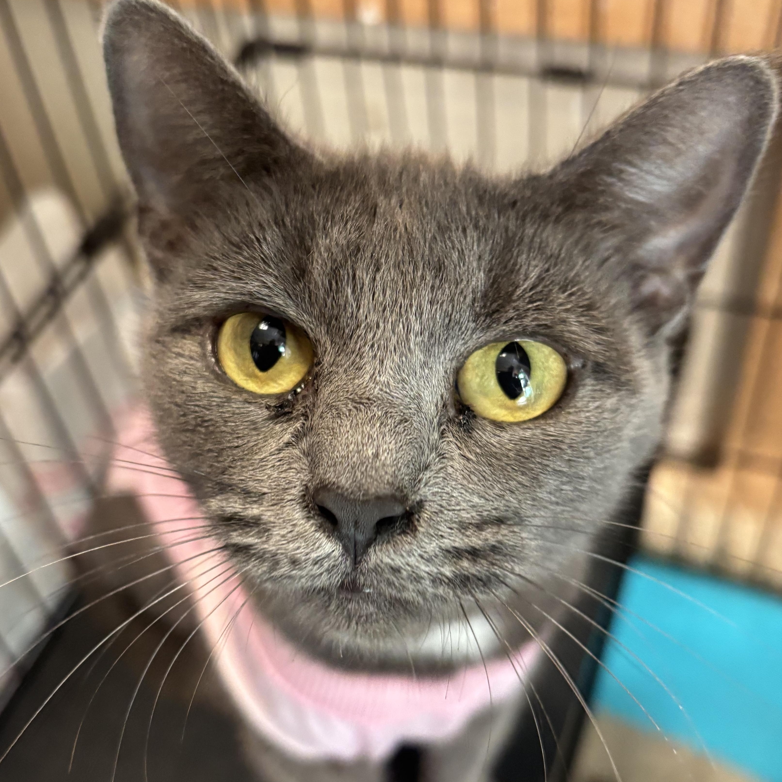 Sakura @ Fat Cat Cafe, ADOPTABLE, Young Female Domestic Short Hair.