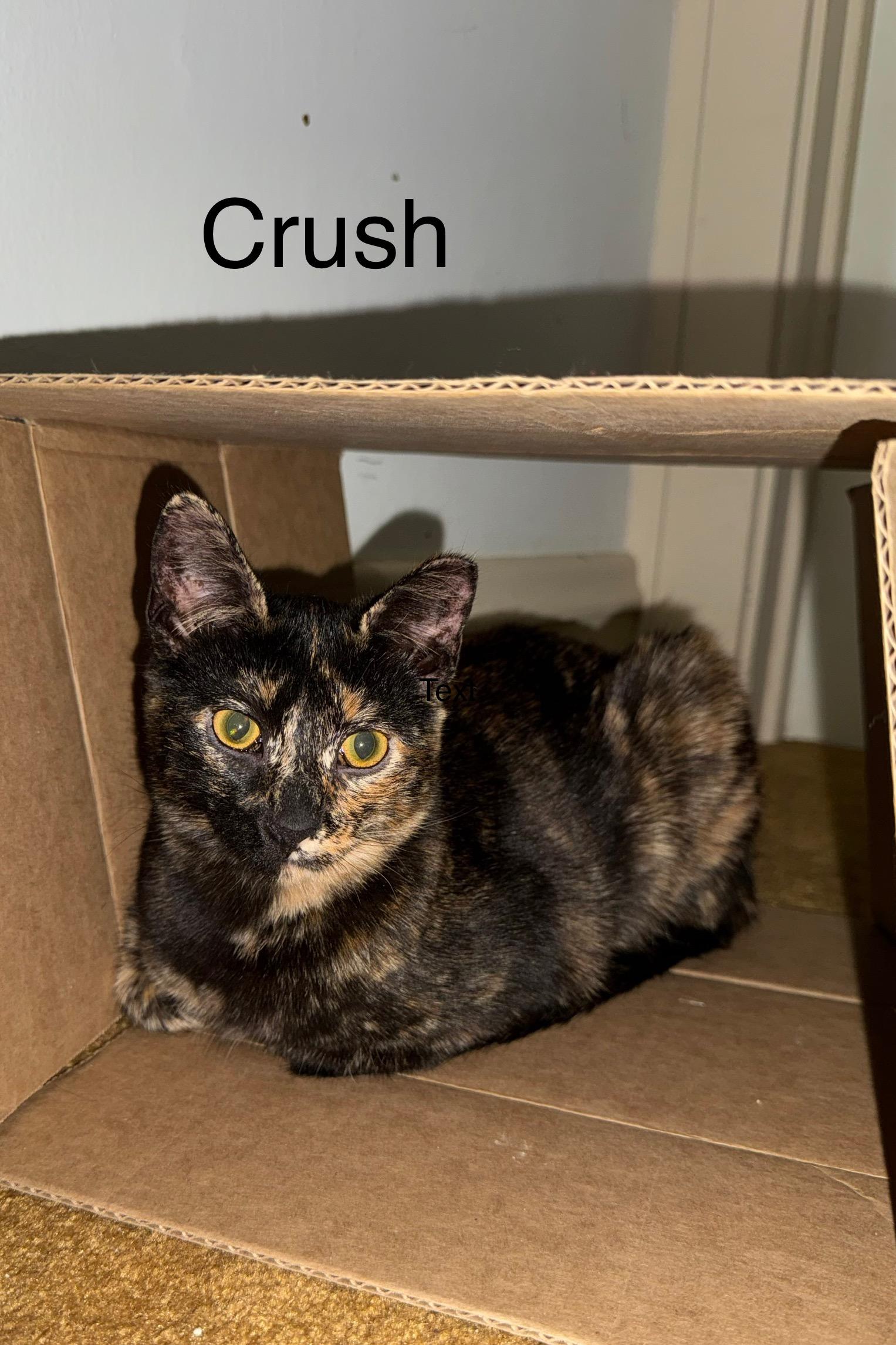 Crush, ADOPTABLE, Young Female Tortoiseshell.
