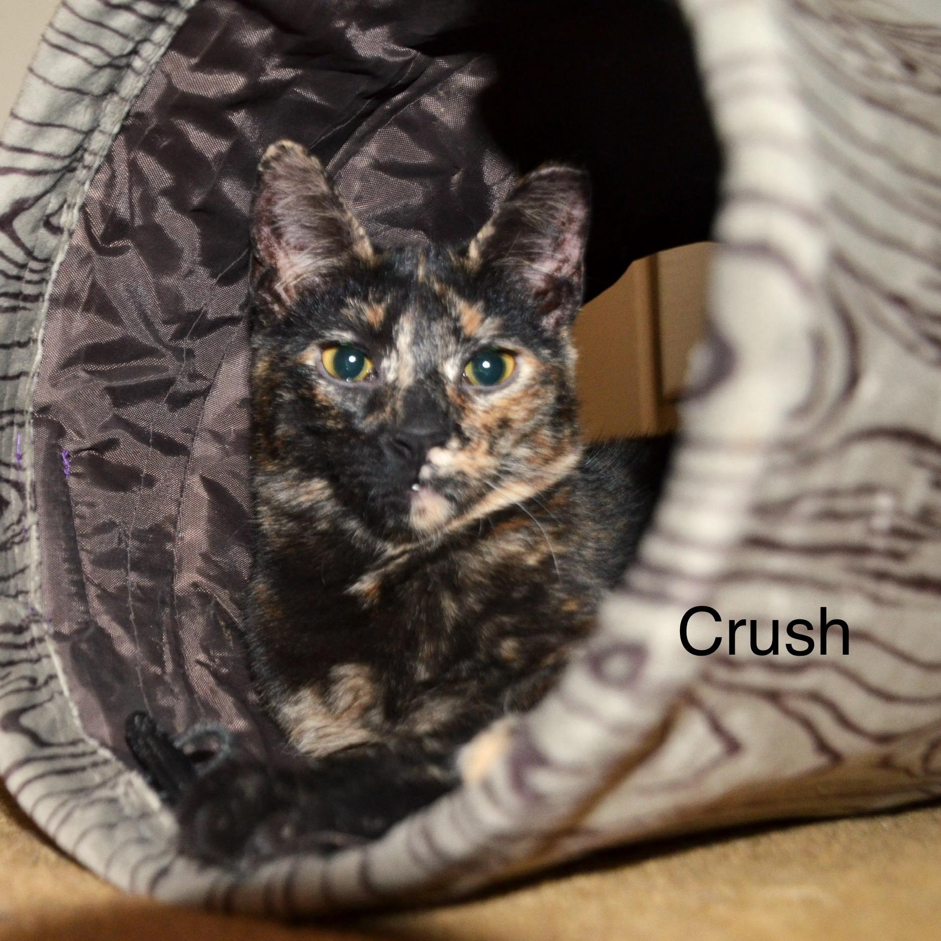 Enlarge Crush, a ADOPTABLE Tortoiseshell in Cleveland, OH image 3/4