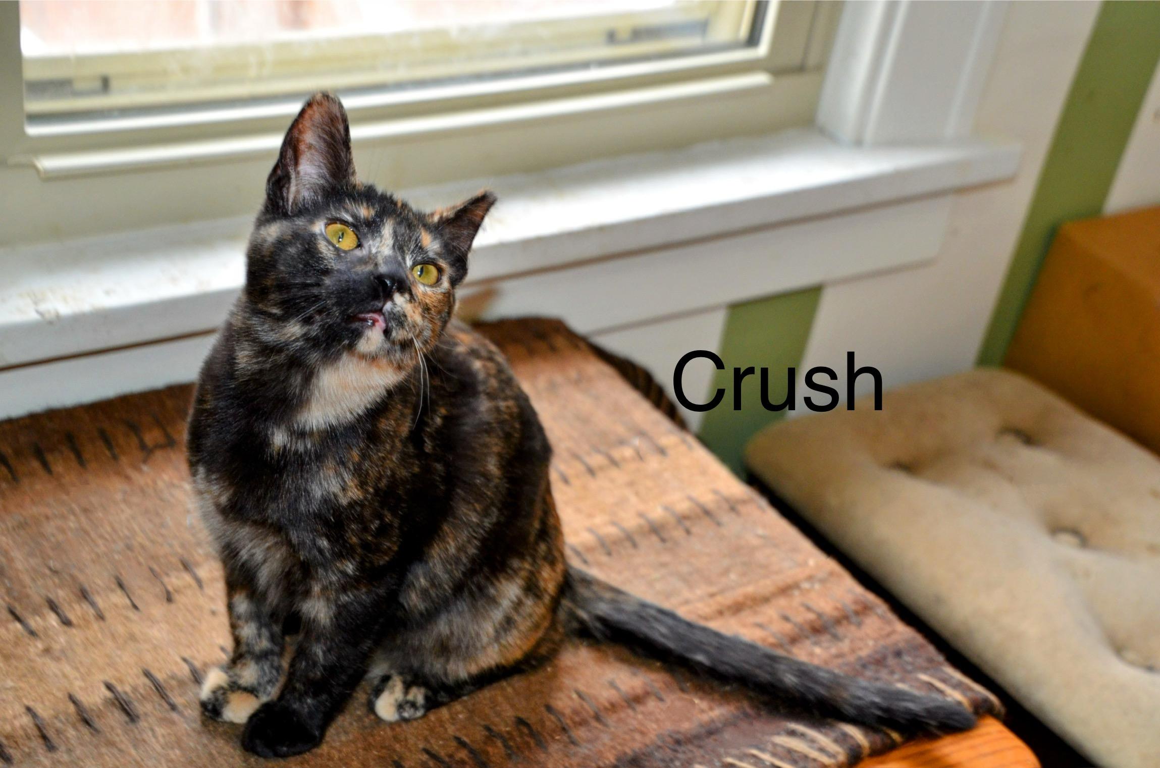 Enlarge Crush, a ADOPTABLE Tortoiseshell in Cleveland, OH image 2/4