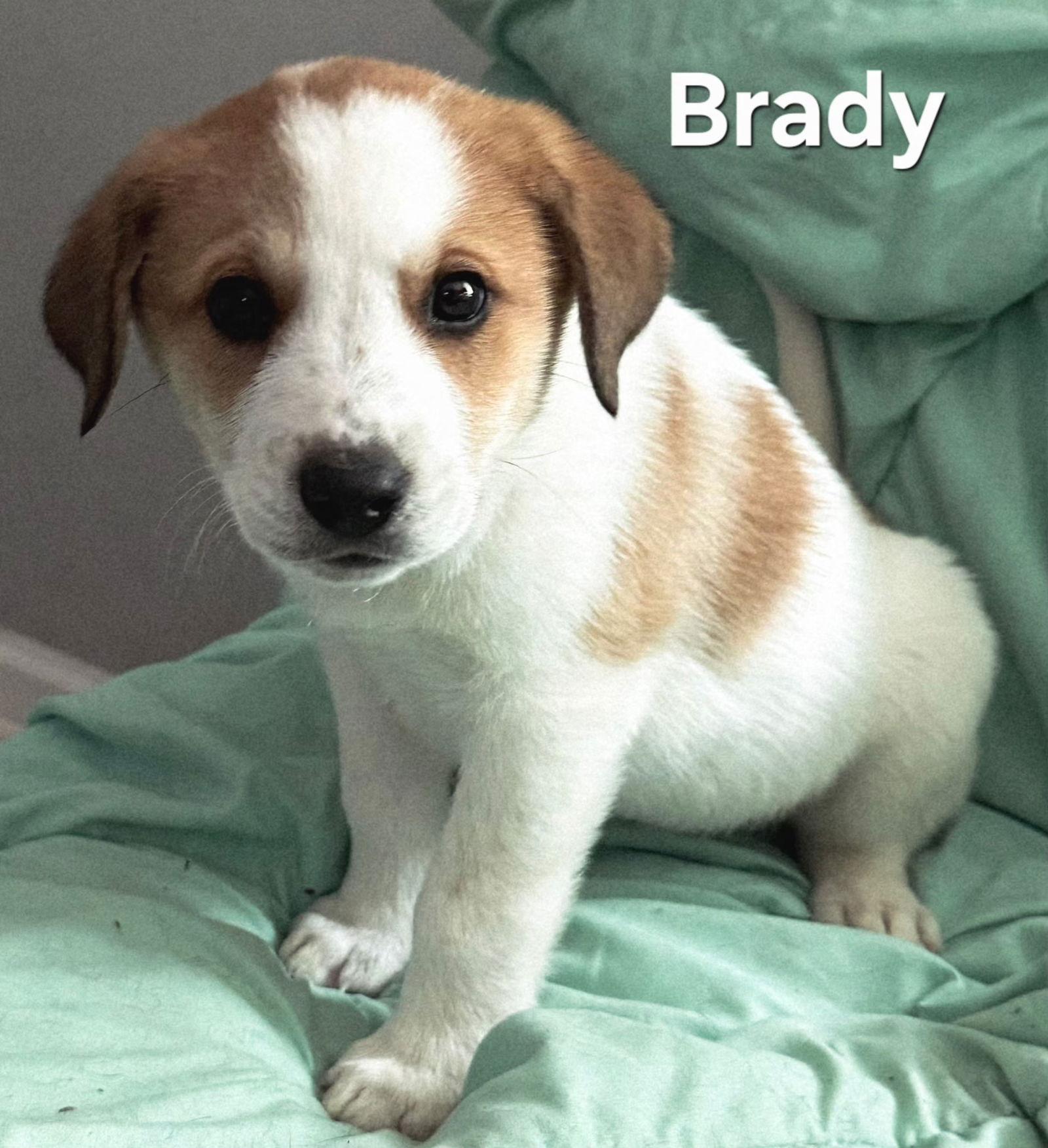 PUPPY BRADY, Adopted, Puppy Male Labrador Retriever & Australian Cattle Dog / Blue Heeler.