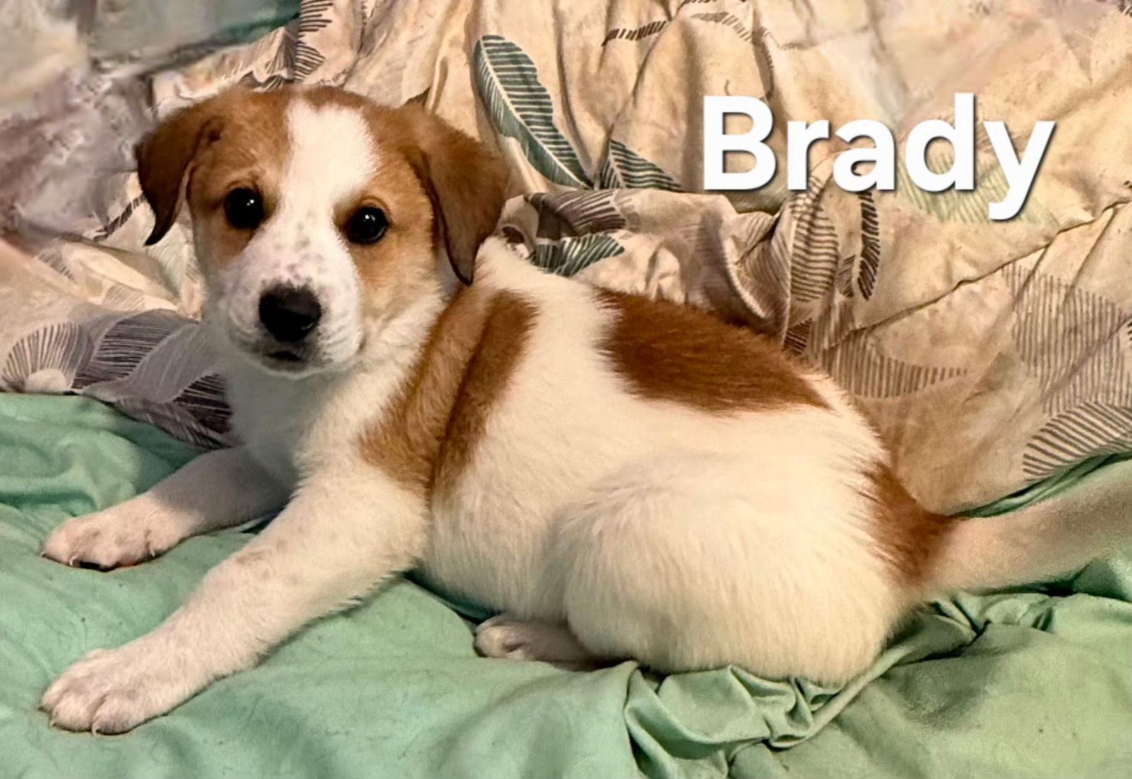 Enlarge PUPPY BRADY, a Adopted mixed breed in Franklin, TN image 2/3
