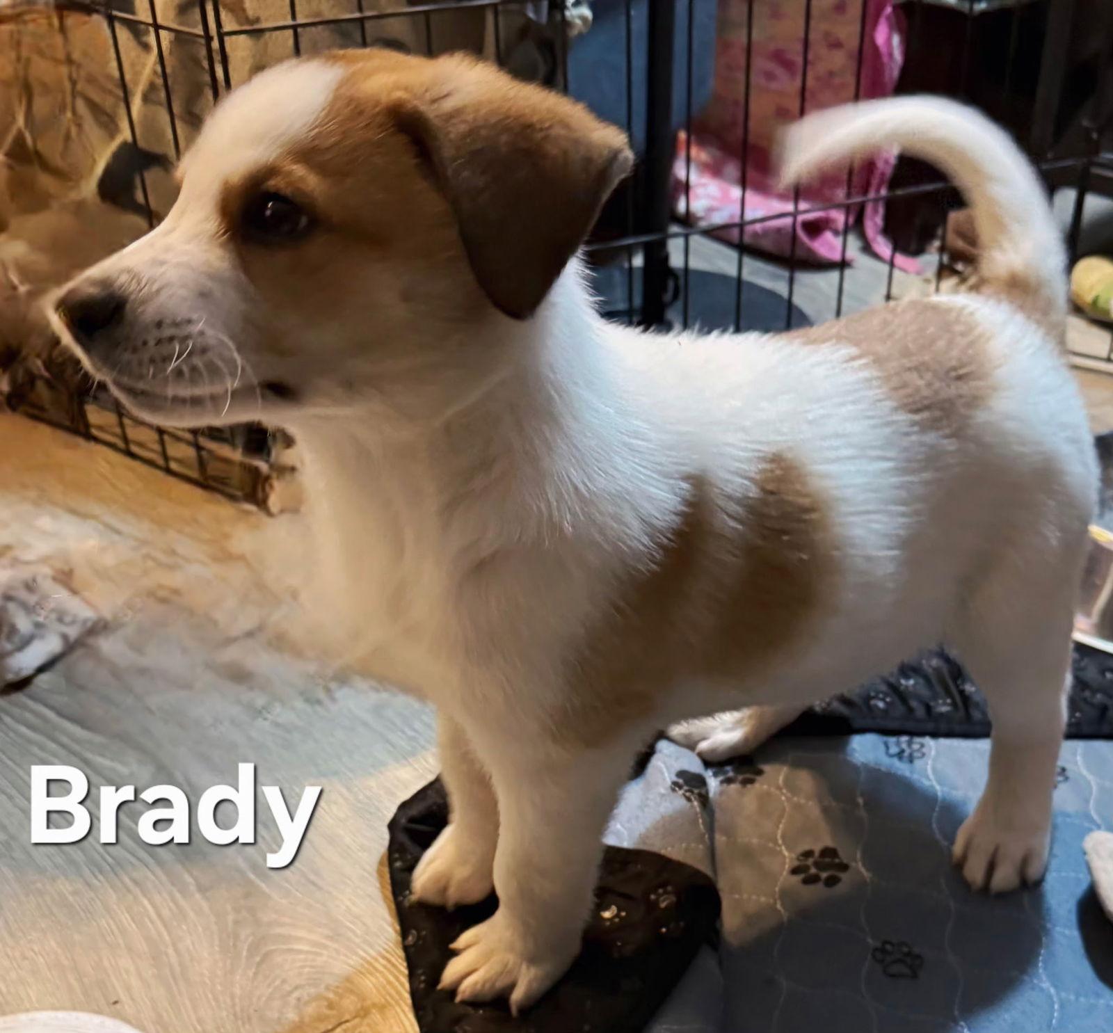 Enlarge PUPPY BRADY, a Adopted mixed breed in Franklin, TN image 3/3