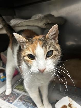 Chloe — thumbnail 2