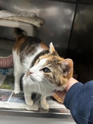 Chloe — thumbnail 3