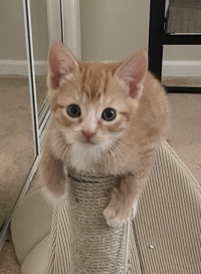 Velvet, Adoptable, Kitten Male Domestic Short Hair.