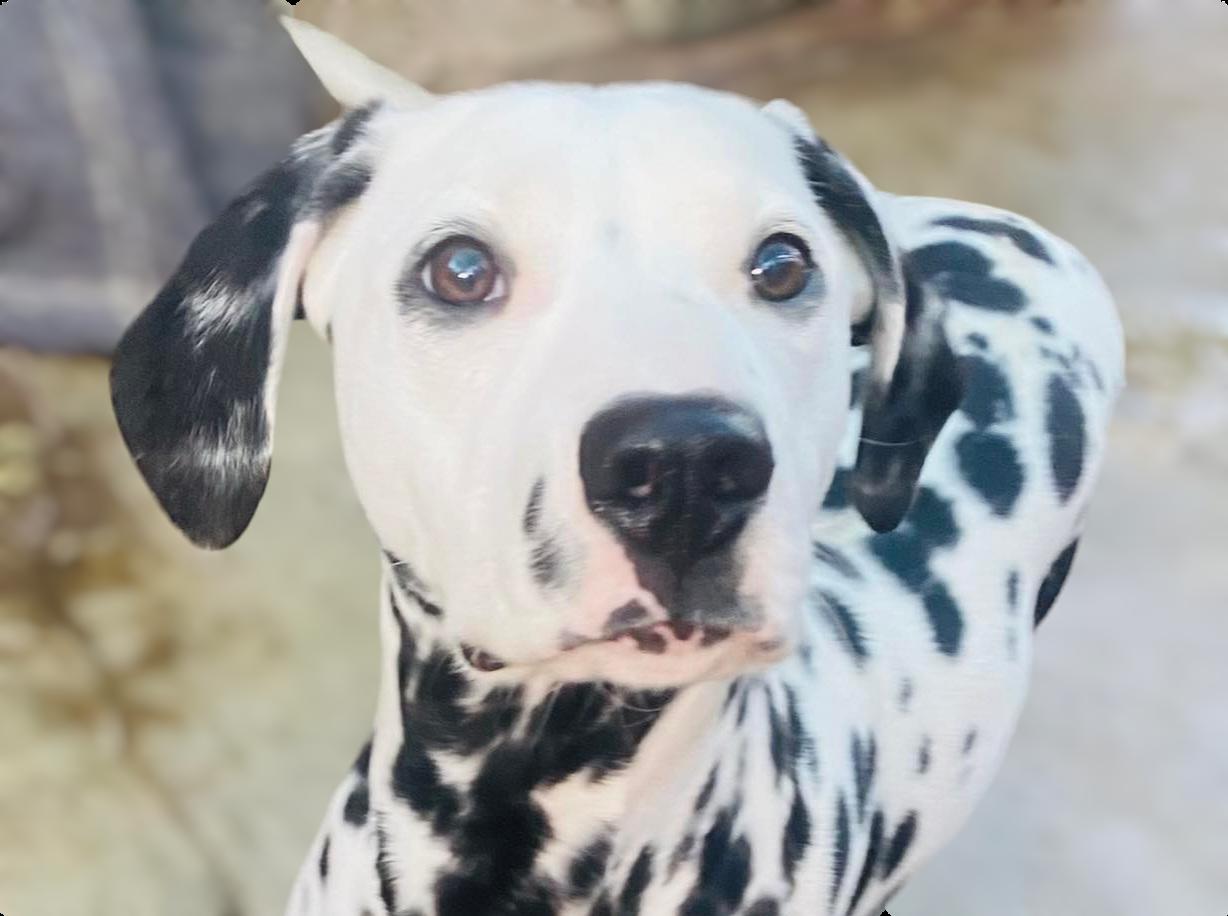 Bunny, Adopted, Young Female Dalmatian.