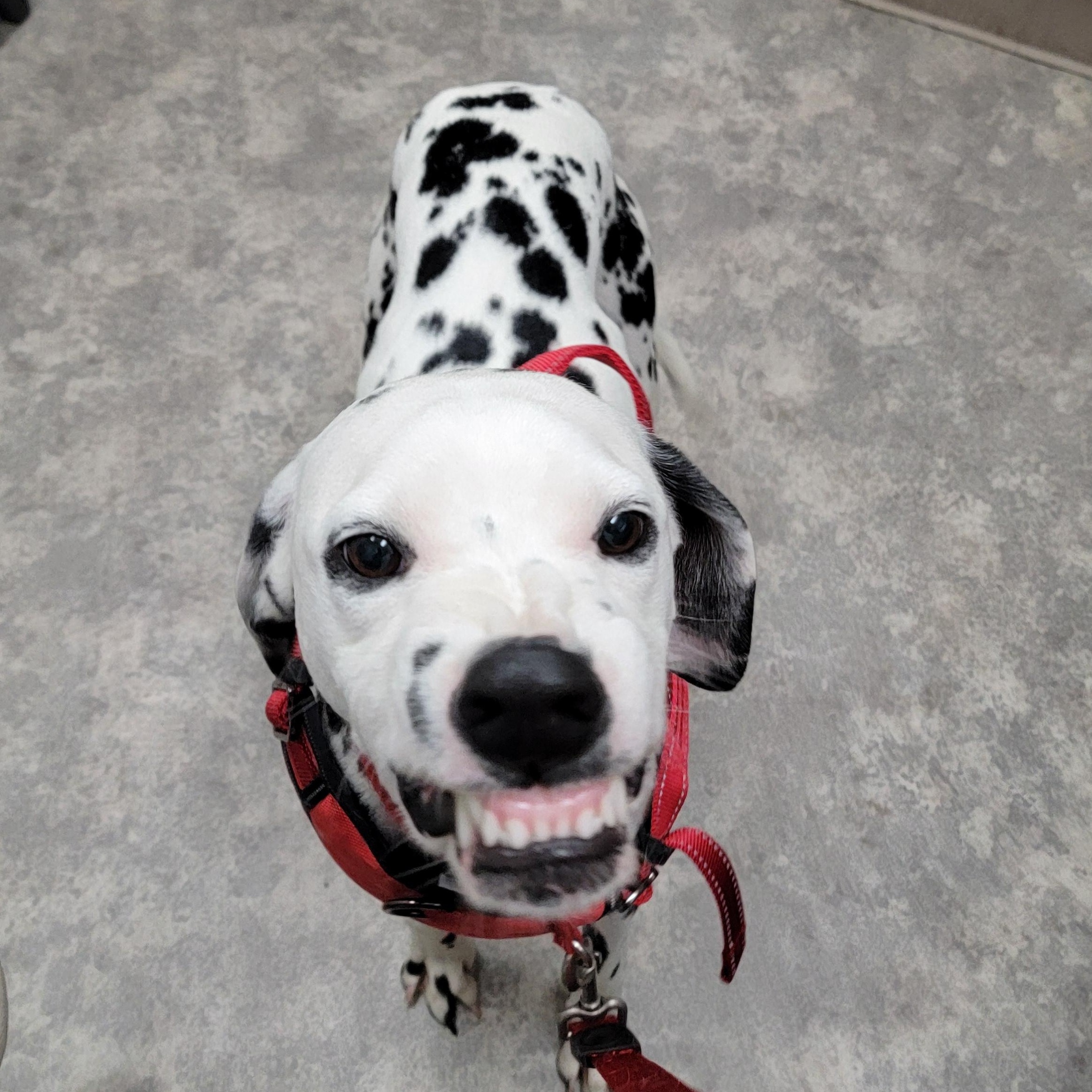Enlarge Bunny, a Adopted Dalmatian in Lancaster, CA image 2/3