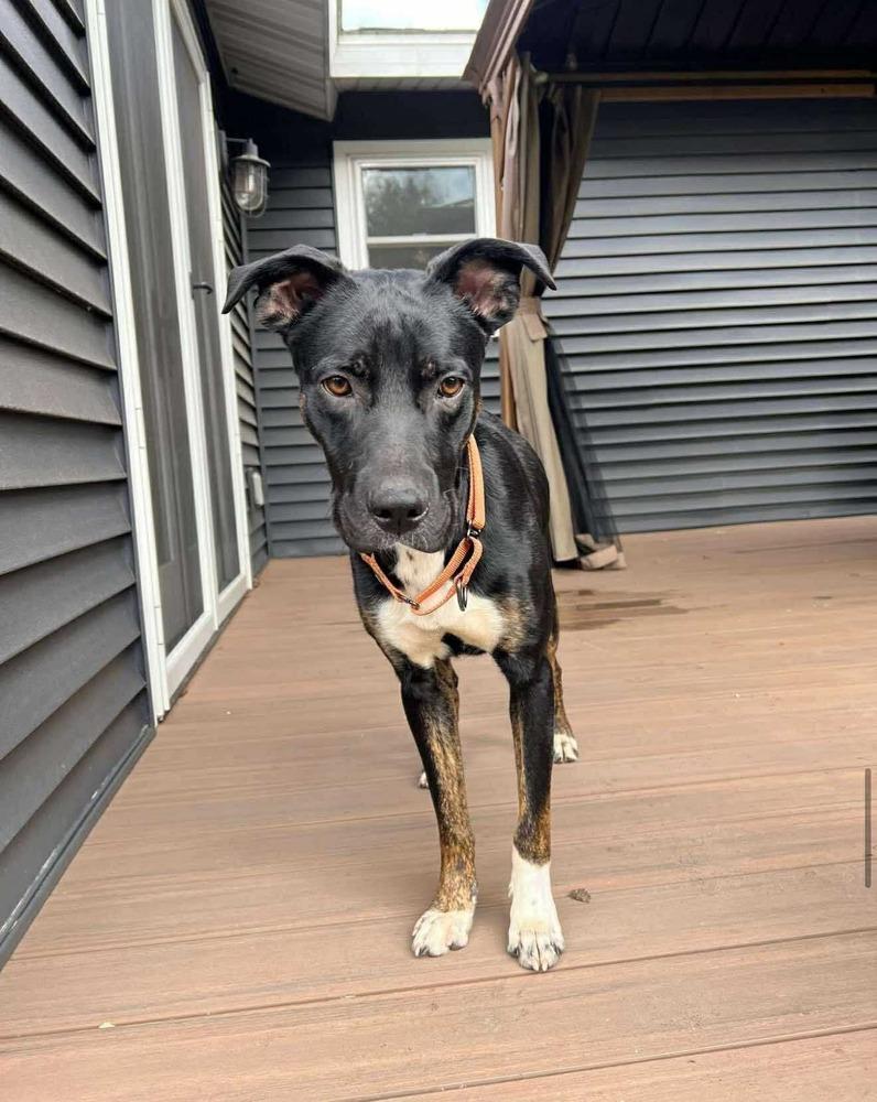 Watson, a Adoptable mixed breed in Wausau, WI image 1/5