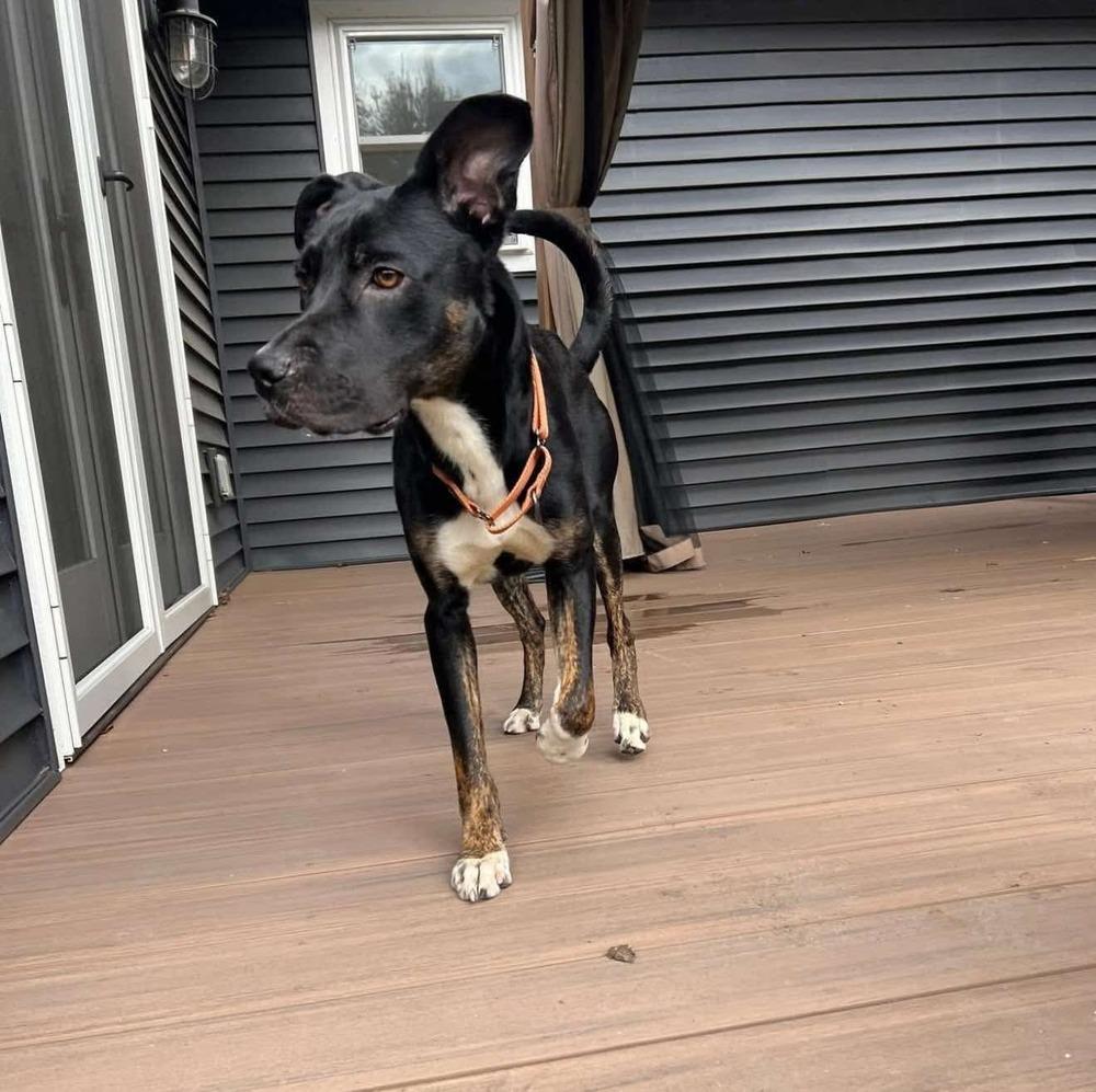 Watson, a Adoptable mixed breed in Wausau, WI image 2/5