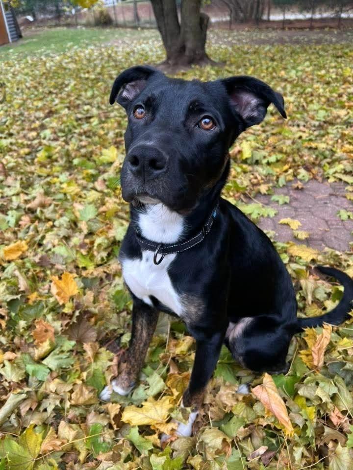 Watson, a Adoptable mixed breed in Wausau, WI image 3/5