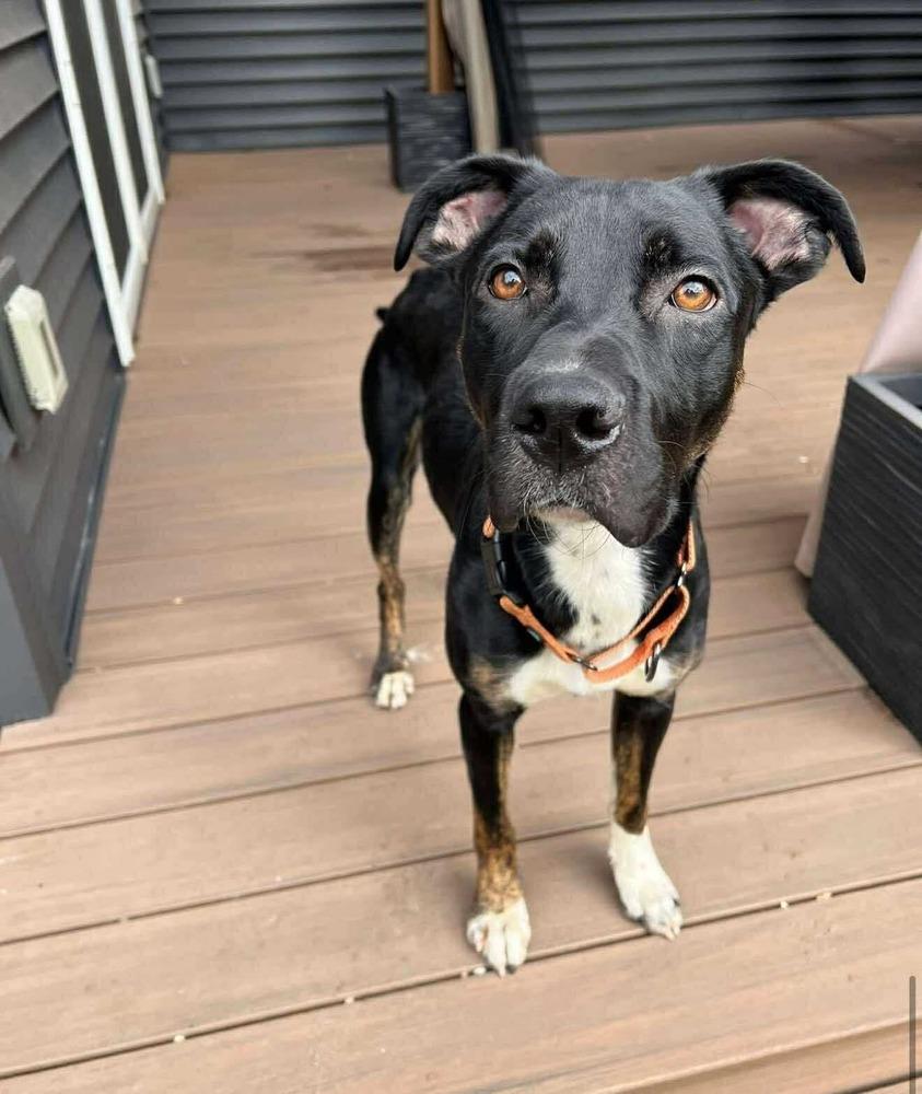 Watson, a Adoptable mixed breed in Wausau, WI image 4/5