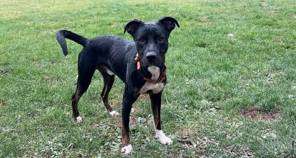 Watson, a Adoptable mixed breed in Wausau, WI image 5/5