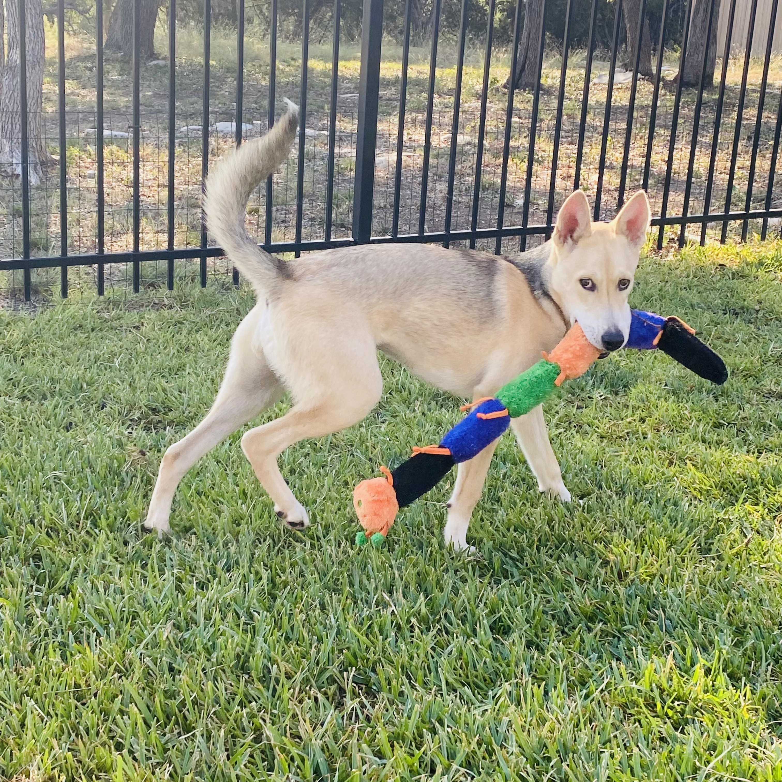 Dog for adoption Lucy, a Shepherd Mix in Campton, NH Petfinder