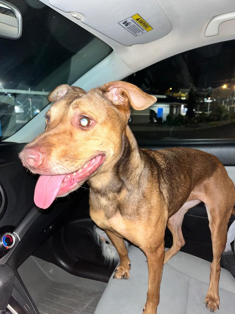 Nala Bean, Adoptable, Adult Female Mixed Breed.