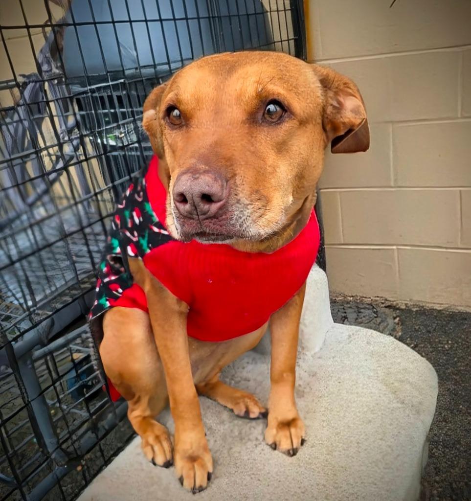 Enlarge Nala Bean, a Adoptable Mixed Breed in New Manchester, WV image 1/4