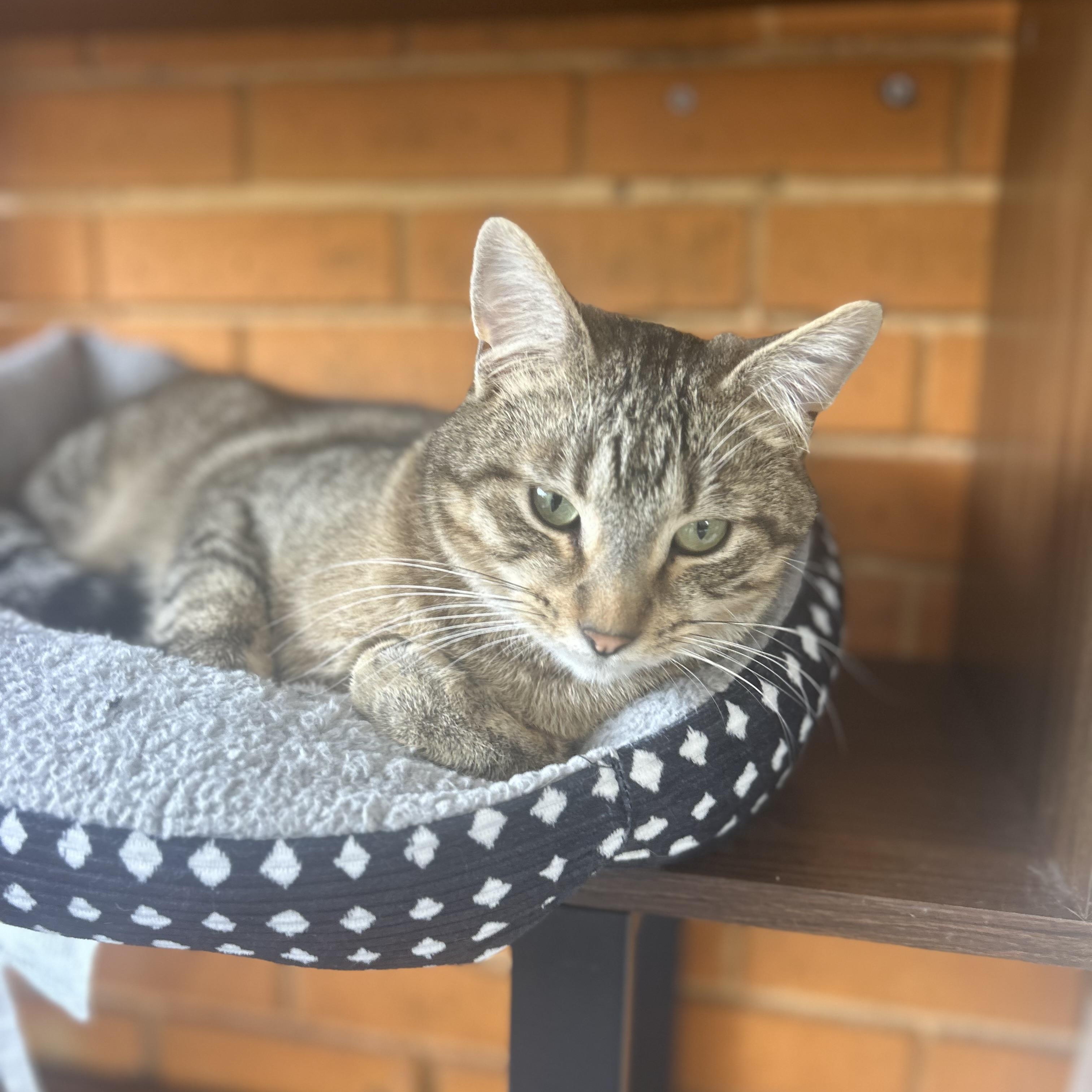 Derek, a Adoptable Tabby in Madison Heights, MI image 2/4