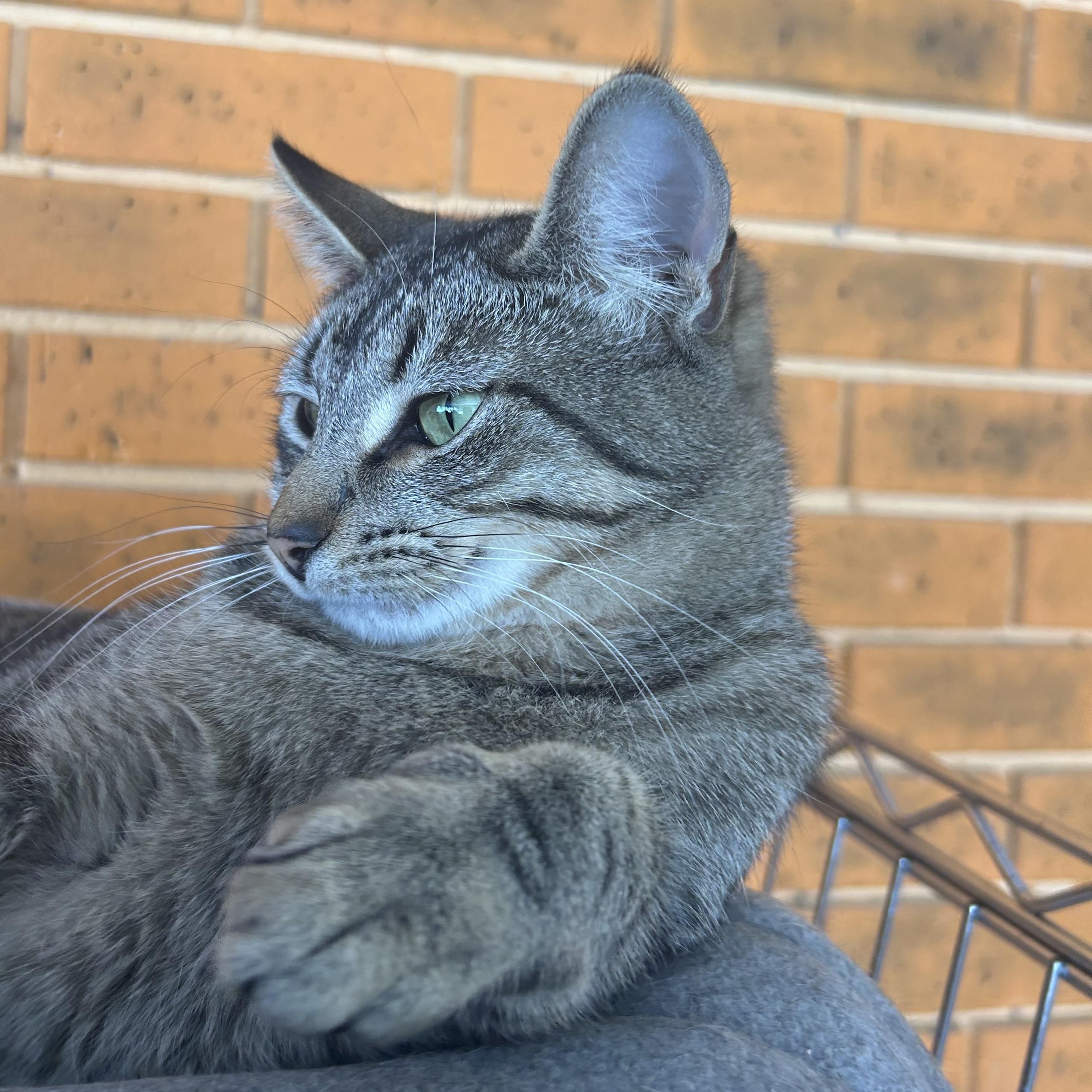Enlarge Derek, a Adoptable Tabby in Madison Heights, MI image 3/3