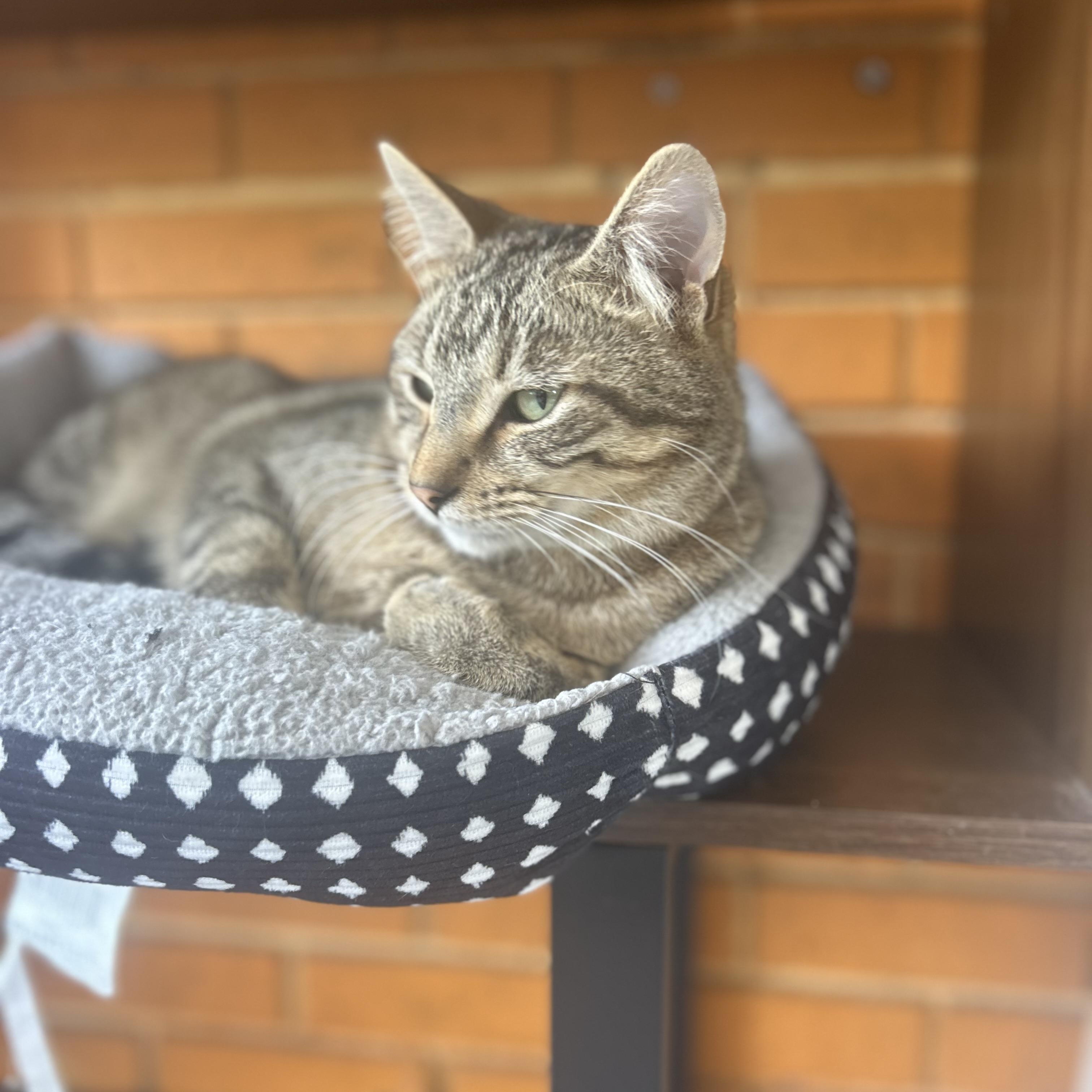 Derek, a Adoptable Tabby in Madison Heights, MI image 3/4