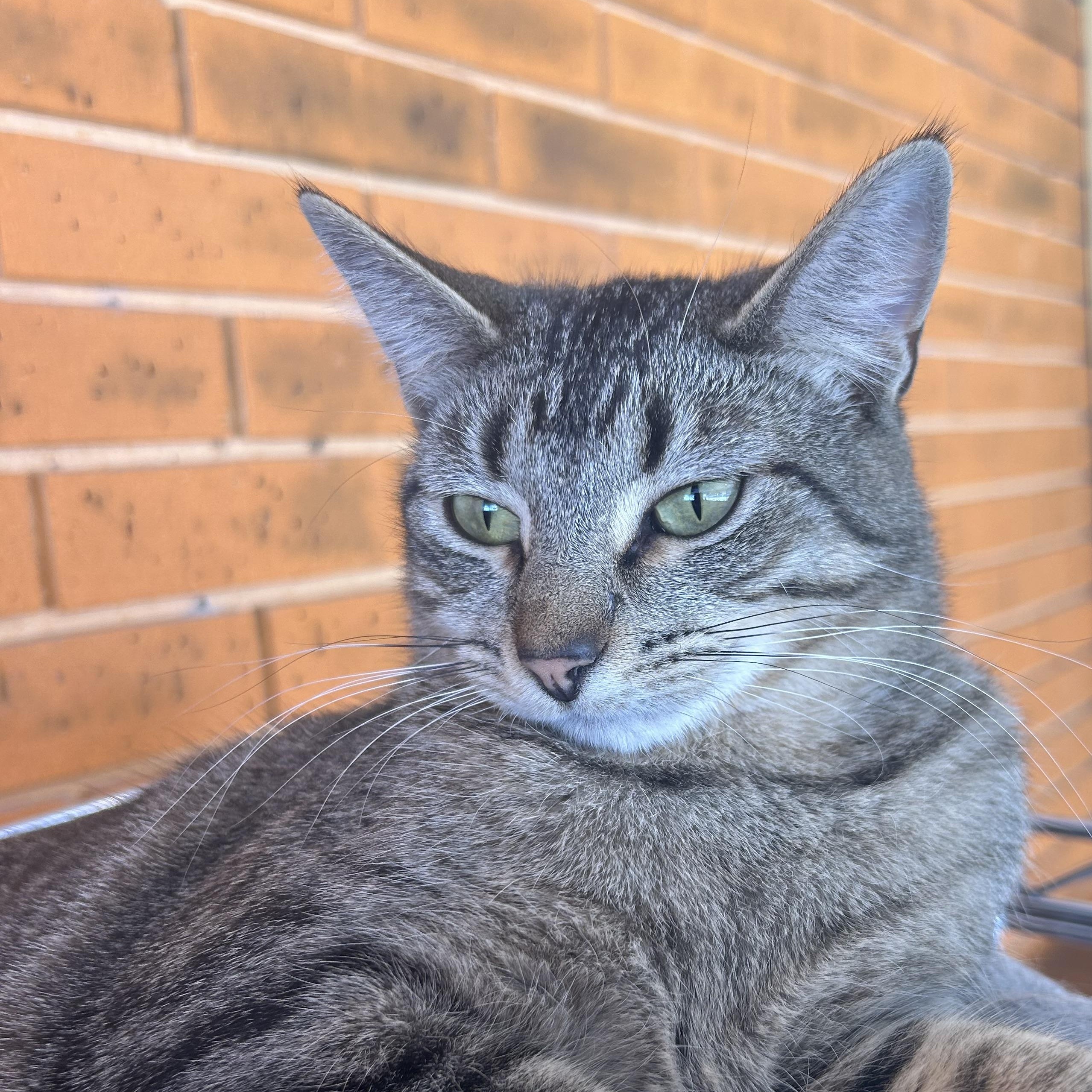 Derek, Adoptable, Young Male Tabby.