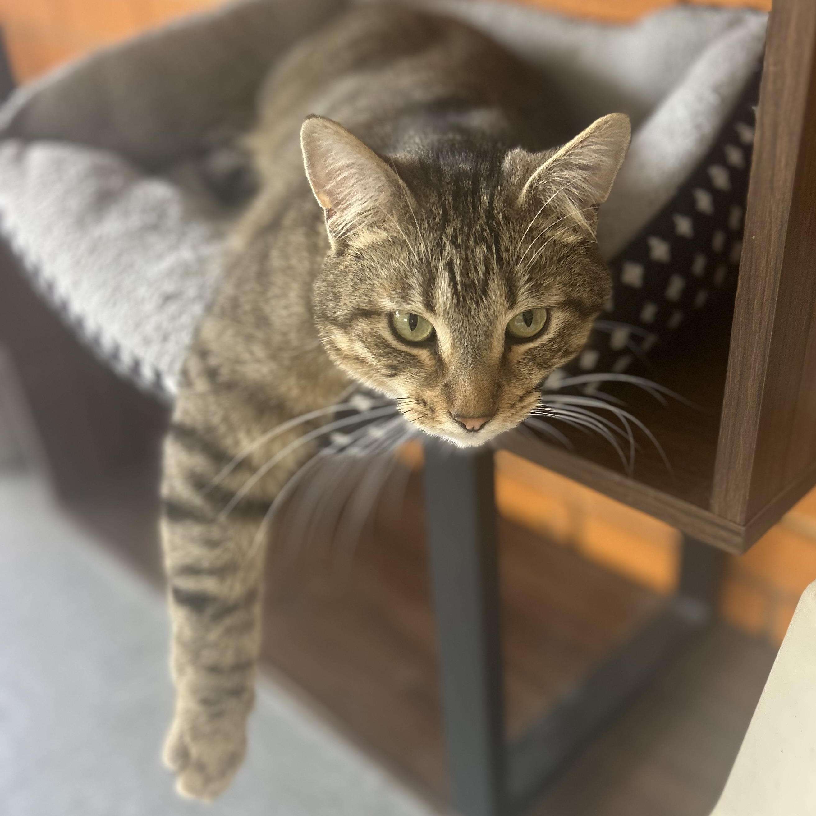 Derek, a Adoptable Tabby in Madison Heights, MI image 1/4