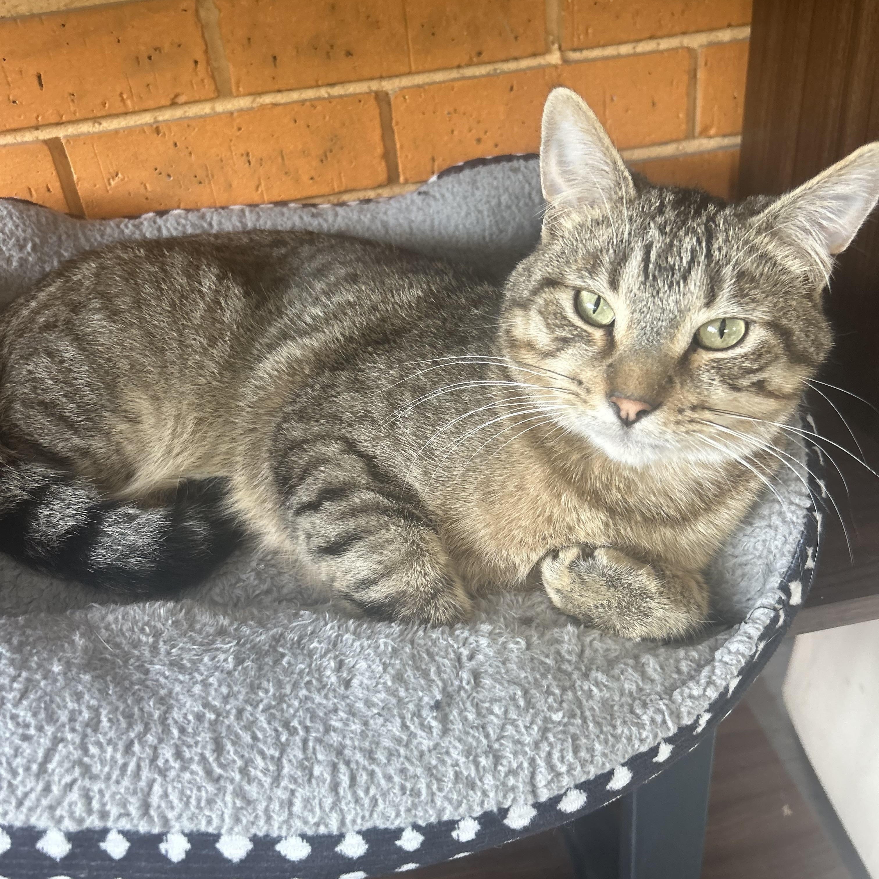 Derek, a Adoptable Tabby in Madison Heights, MI image 4/4