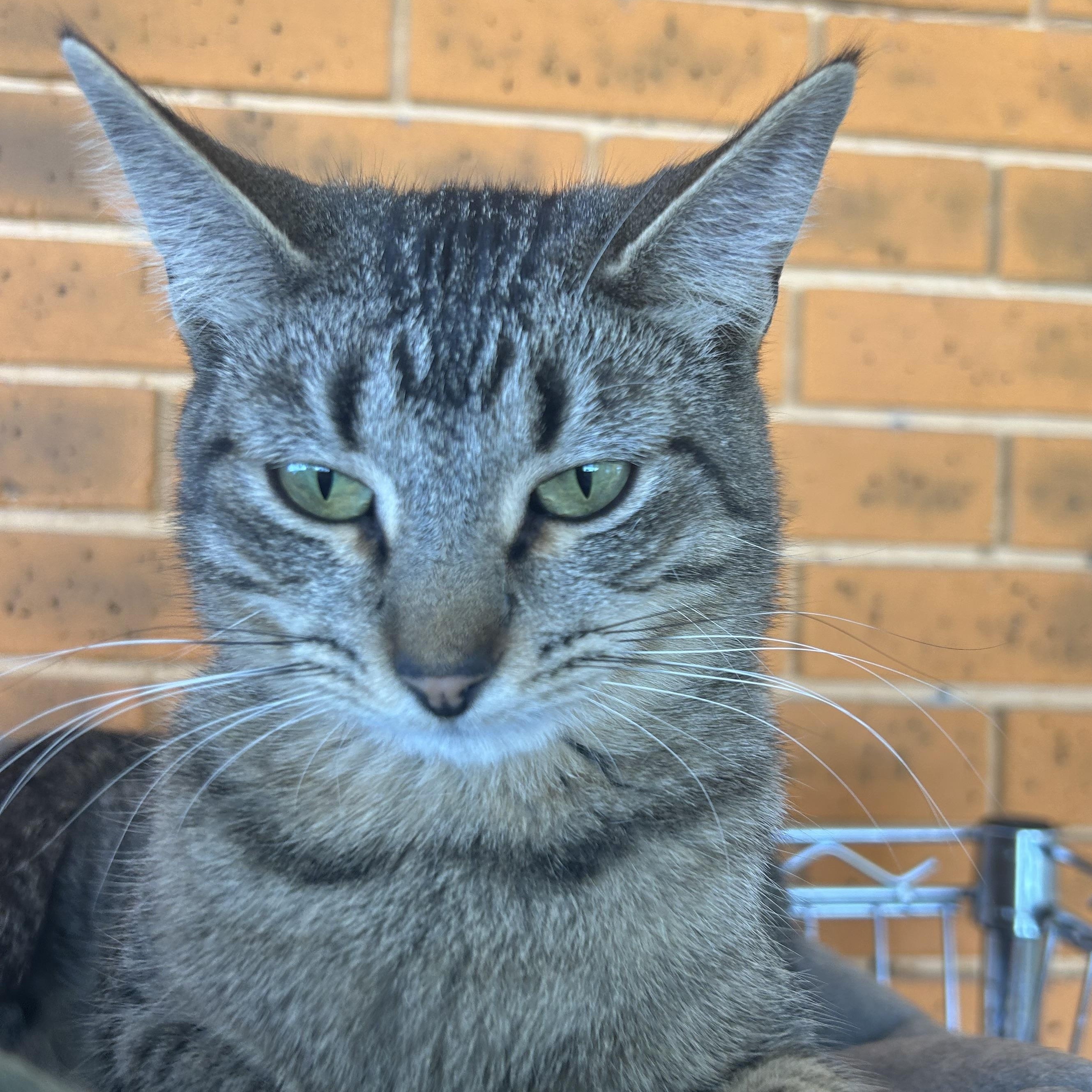 Enlarge Derek, a Adoptable Tabby in Madison Heights, MI image 2/3