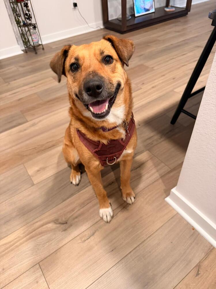 Enlarge CARLIE, a Adoptable mixed breed in Broomfield, CO image 1/6