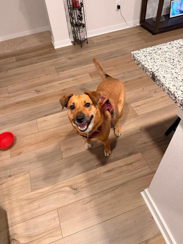 Enlarge CARLIE, a Adoptable mixed breed in Broomfield, CO image 2/6