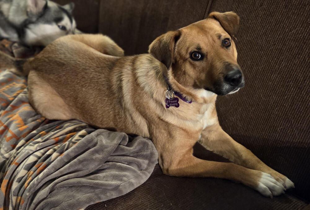 Enlarge CARLIE, a Adoptable mixed breed in Broomfield, CO image 5/6