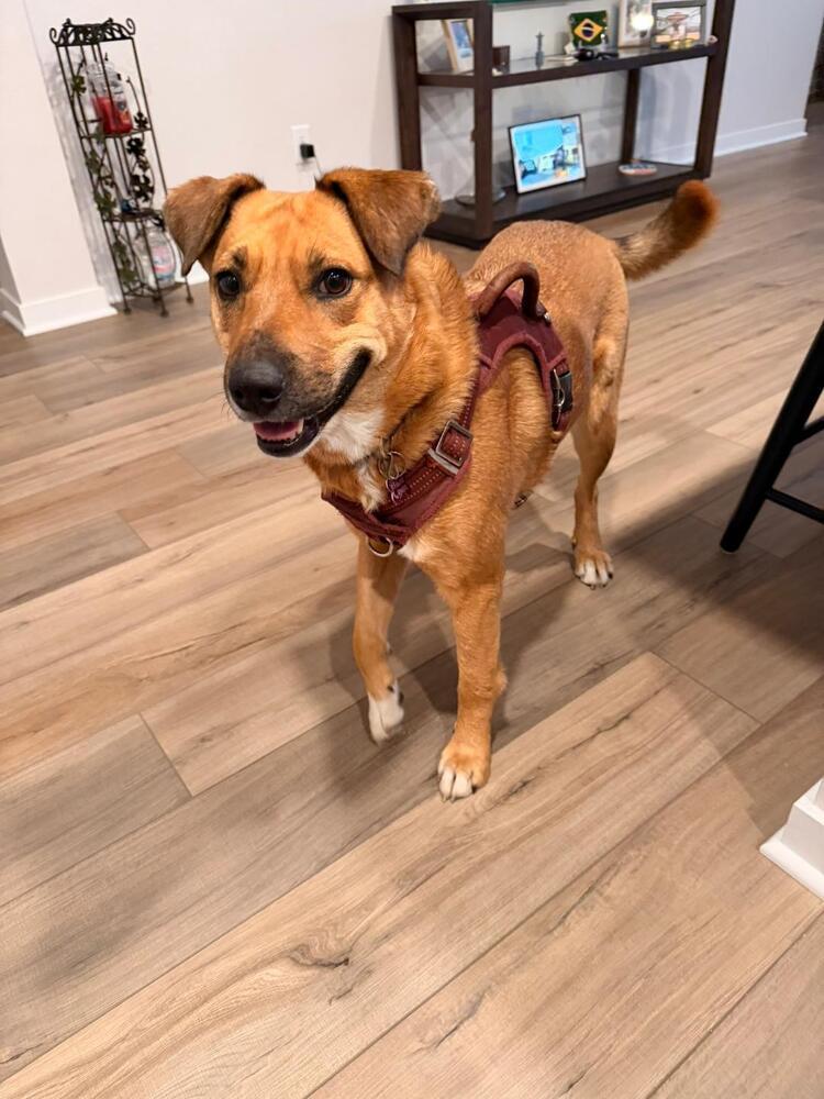 Enlarge CARLIE, a Adoptable mixed breed in Broomfield, CO image 6/6