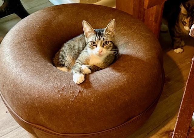 Pixie, a Adoptable Domestic Short Hair in Fort Worth, TX image 1/4