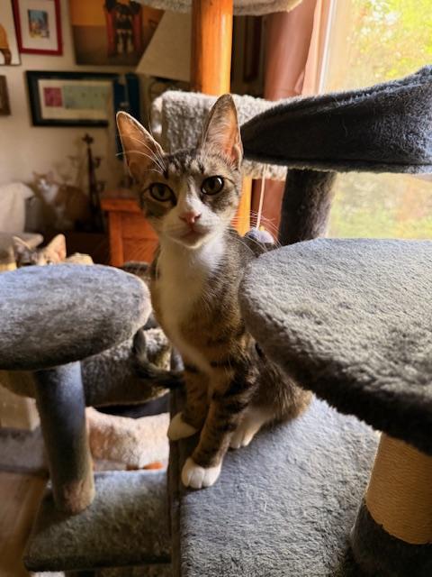 Pixie, a Adoptable Domestic Short Hair in Fort Worth, TX image 3/4