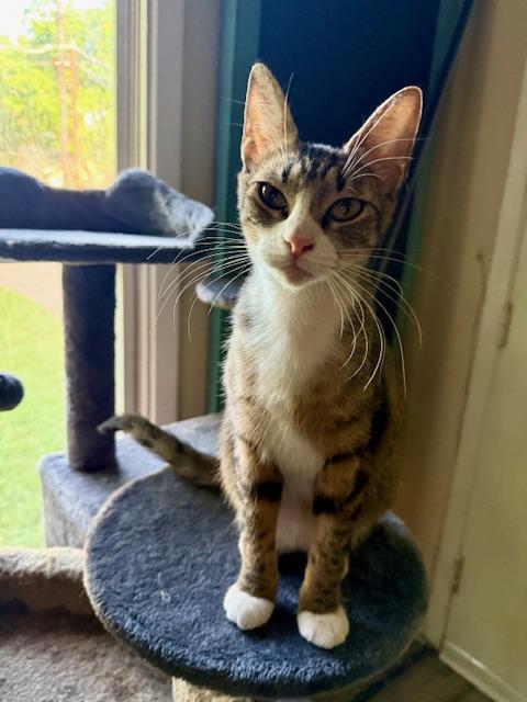 Pixie, a Adoptable Domestic Short Hair in Fort Worth, TX image 2/4