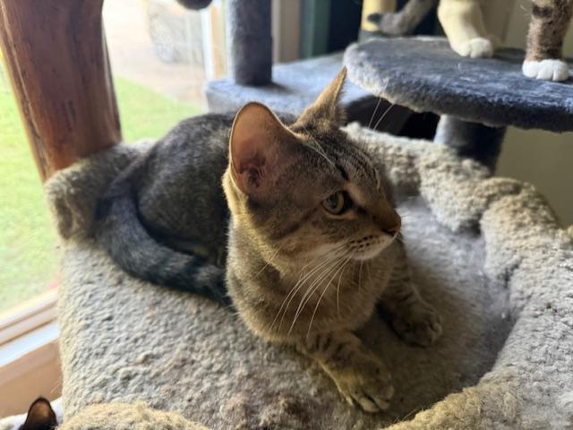 Pixie, a Adoptable Domestic Short Hair in Fort Worth, TX image 4/4