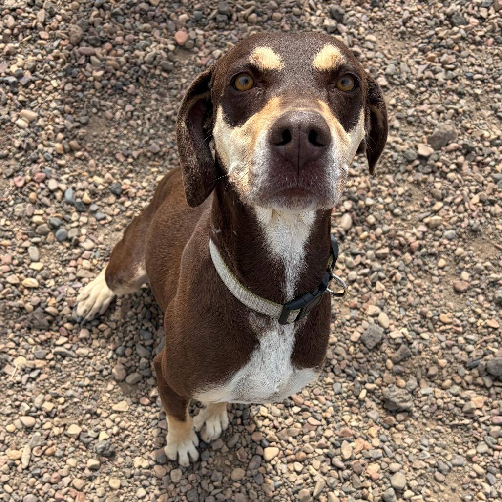 Enlarge Maya, a Adoptable Hound in Show Low, AZ image 1/2
