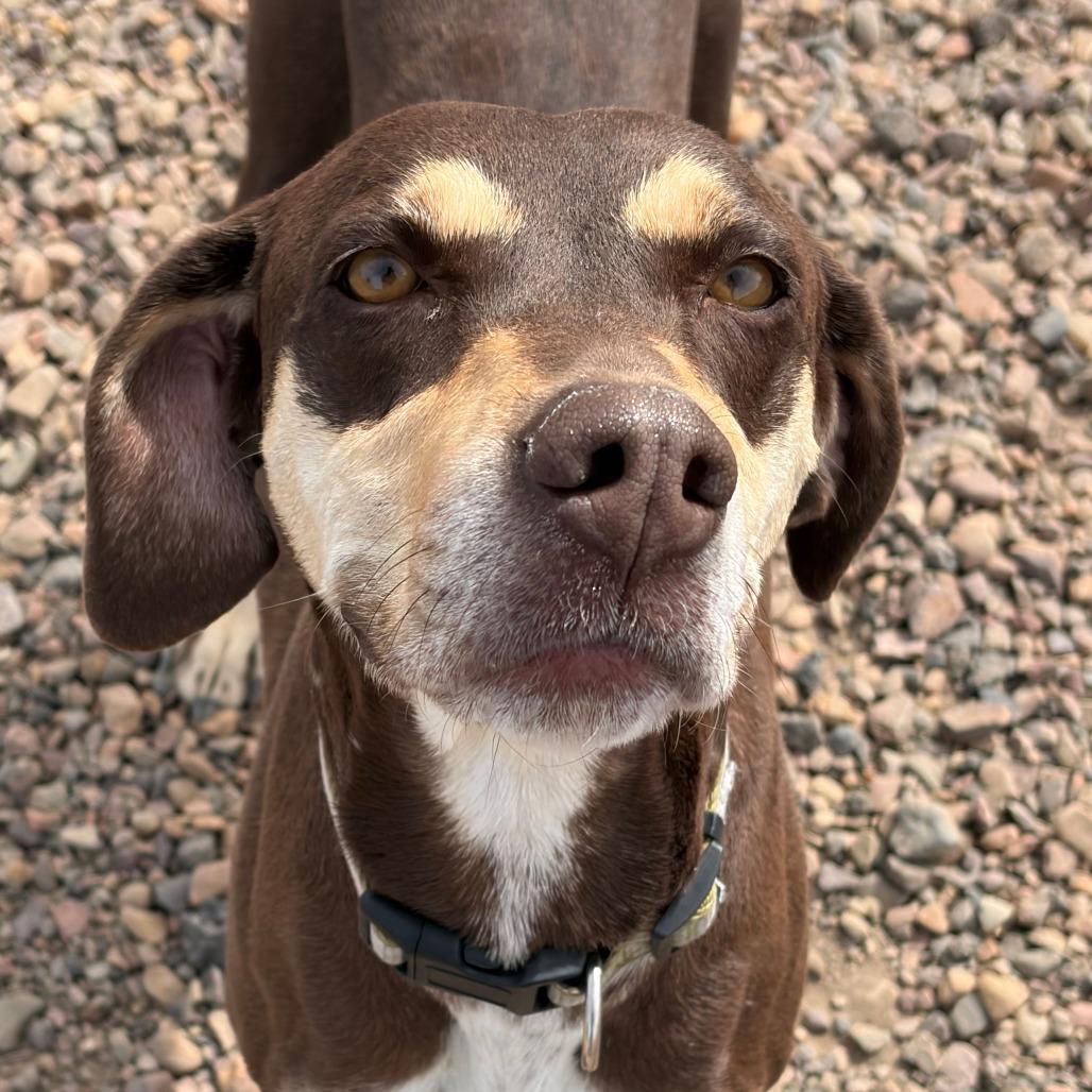 Enlarge Maya, a Adoptable Hound in Show Low, AZ image 2/2