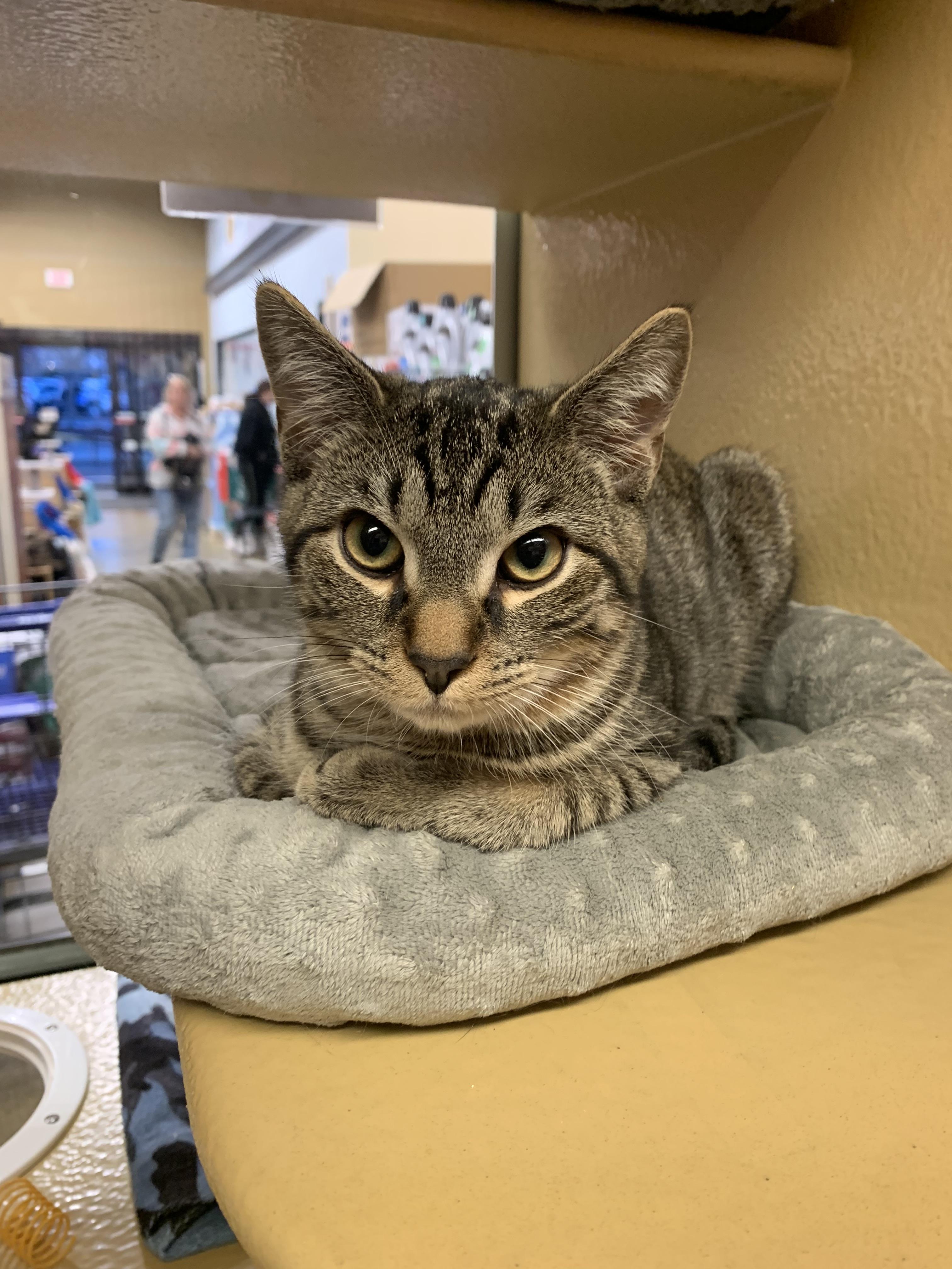 Enlarge Leo, a Adoptable mixed breed in Port Jefferson Station, NY image 1/1