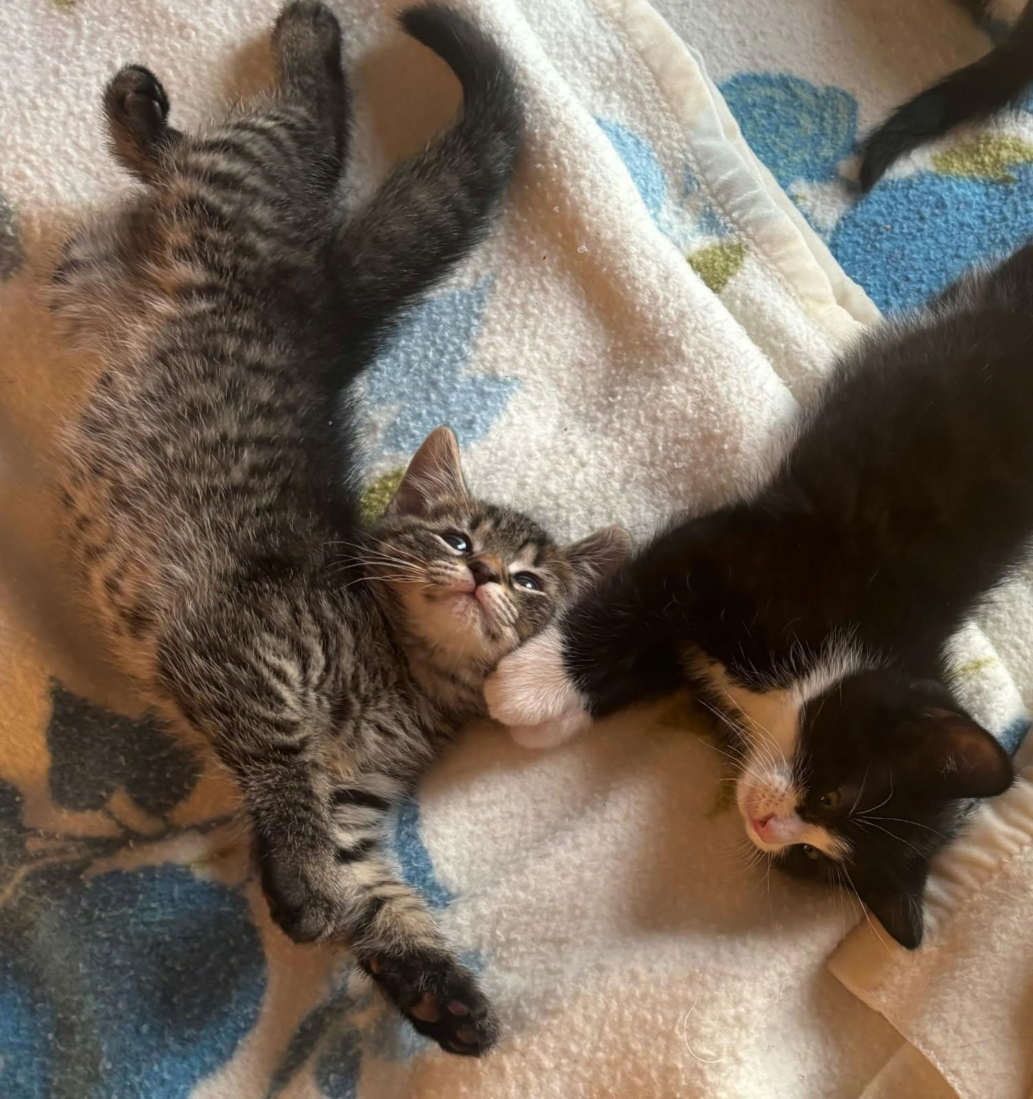 Mickey, Olly and Daisy, ADOPTABLE, Kitten Male Domestic Medium Hair.