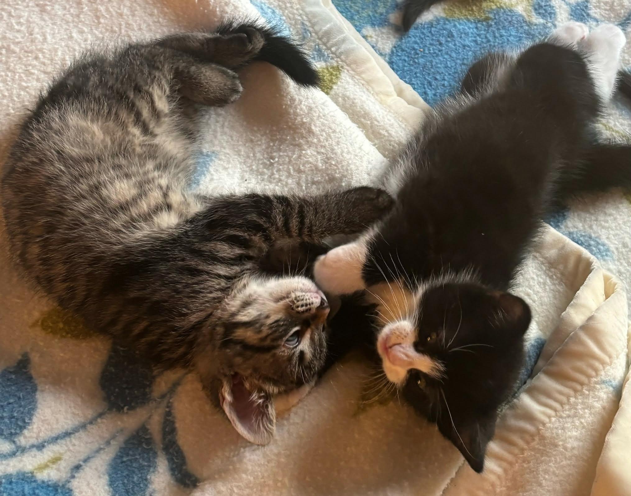 Enlarge Mickey, Olly and Daisy, a ADOPTABLE Domestic Medium Hair in Franklin, MA image 2/6