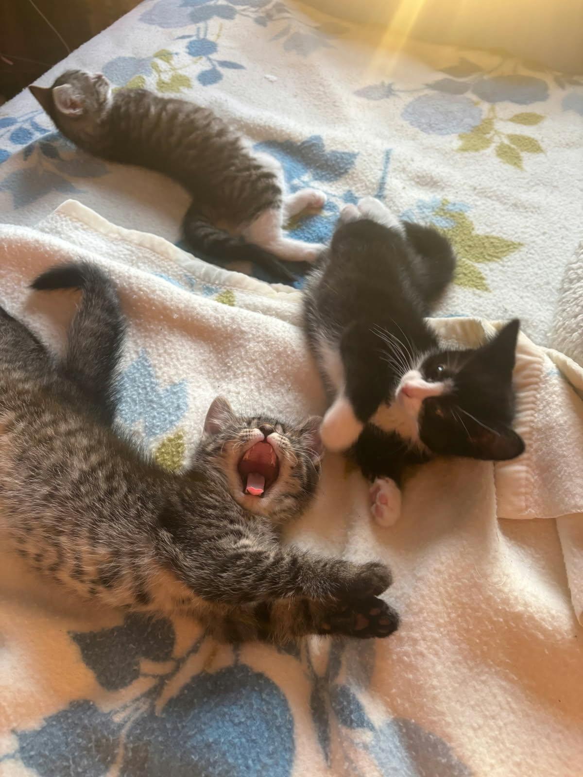 Enlarge Mickey, Olly and Daisy, a ADOPTABLE Domestic Medium Hair in Franklin, MA image 3/6