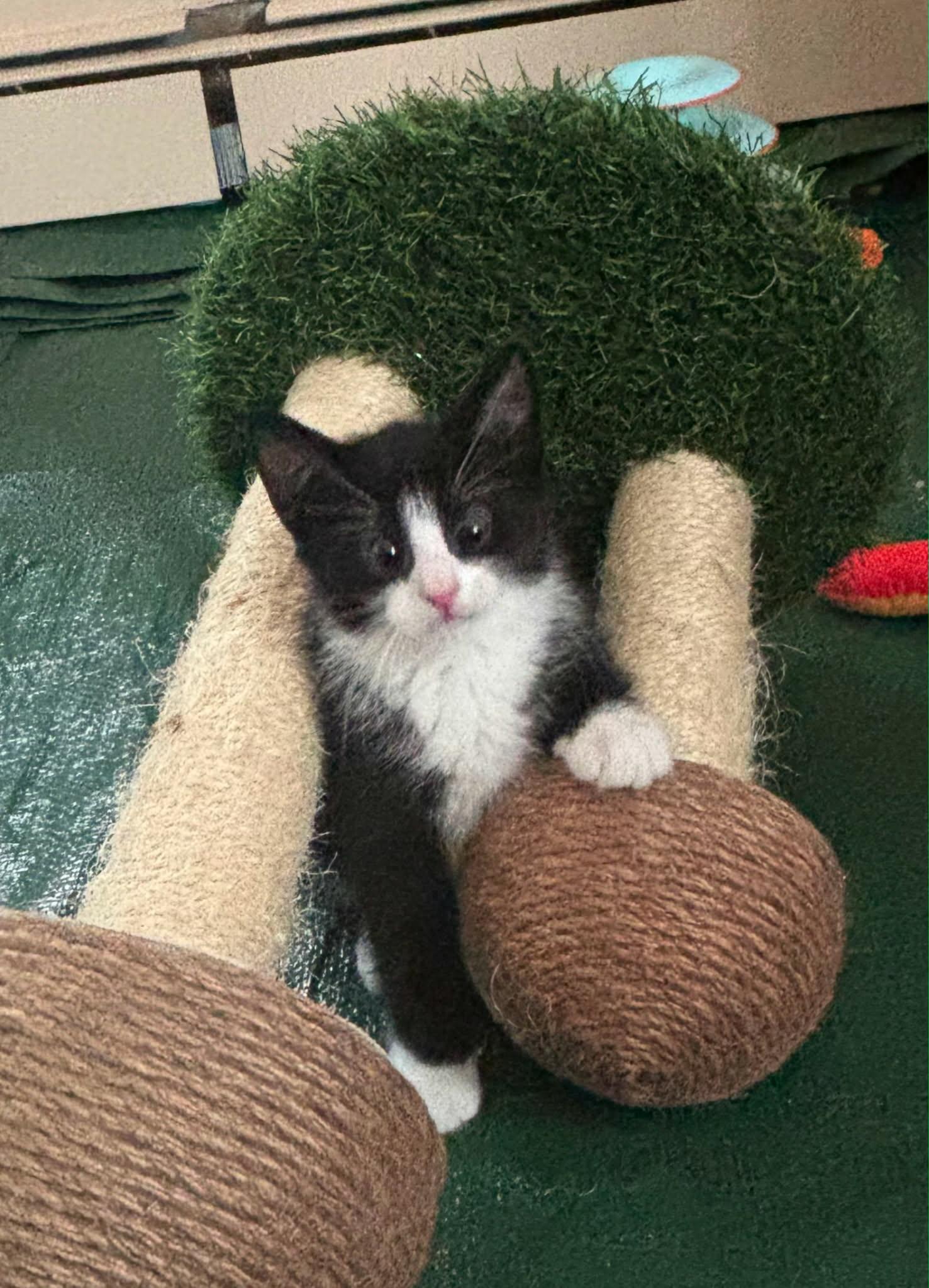 Enlarge Mickey, Olly and Daisy, a ADOPTABLE Domestic Medium Hair in Franklin, MA image 5/6