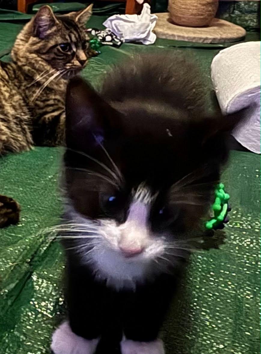 Enlarge Mickey, Olly and Daisy, a ADOPTABLE Domestic Medium Hair in Franklin, MA image 4/6