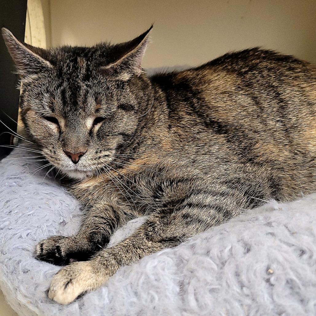 Aizley, Adoptable, Adult Female Domestic Short Hair.