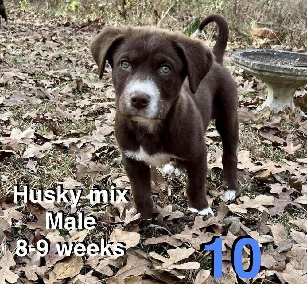 Enlarge Tuna, a Adoptable mixed breed in New Baltimore, MI image 1/1