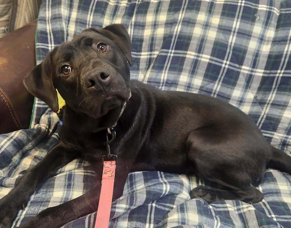 MAVERICK, Adoptable, Young Male Labrador Retriever.