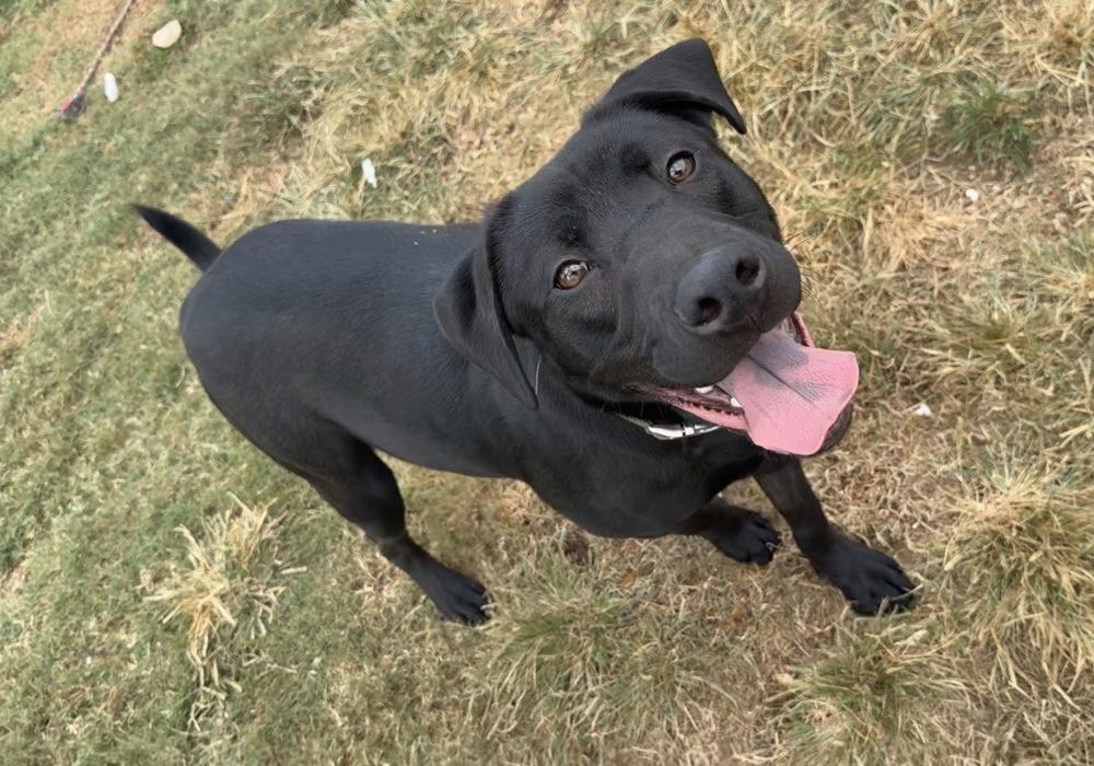 Enlarge MAVERICK, a Adoptable mixed breed in Lexington, TN image 2/4