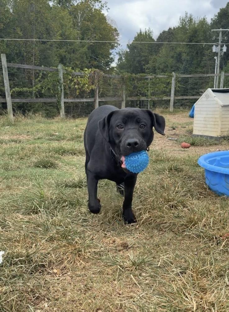 Enlarge MAVERICK, a Adoptable mixed breed in Lexington, TN image 3/4