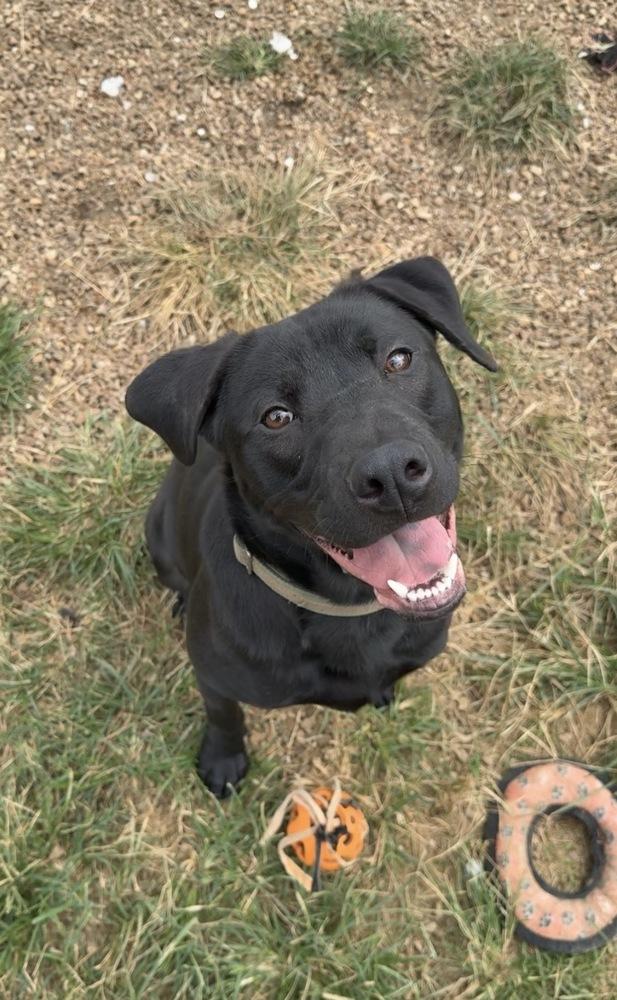 Enlarge MAVERICK, a Adoptable mixed breed in Lexington, TN image 4/4